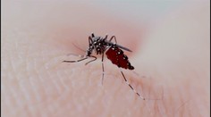 V Česku se vyskytl invazivní komár japonský. Může přenášet nebezpečné nemoci