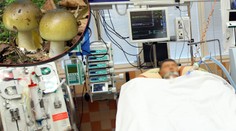 Houby mají první oběť! Muž si pochutnal na muchomůrce a nepřežil to