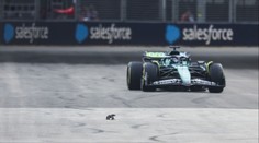 Chaos při tréninku Formule 1. Po trati se mezi monoposty proháněl varan