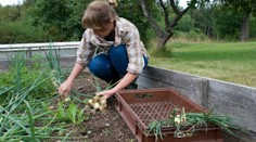 Farmáři došla trpělivost s cenami. Rozdává zdarma stovky tun úrody