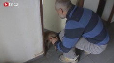 VIDEO: Liška úřaduje v kanceláři. Spouští počítač a míchá čaj