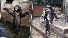 Šokující VIDEO: Vyhublí medvědi prosí návštěvníky zoo o jídlo!