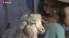 KURIOZITA. Koze rostou rohy opačně, podívejte se