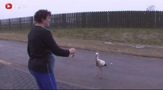 Na Vysočině mají OCHOČENÉHO ČÁPA!