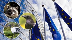 EU nařídila likvidaci některých zvířat! Vytvořila seznam vetřelců!