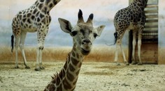 Čtenáři TN.CZ vybrali jméno pro ŽIRAFÍHO samečka. V zoo byl pokřtěn na JOELa