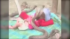Děsivé video: Holčičku hlídají ČTYŘI KOBRY!