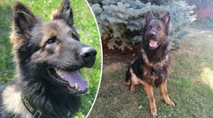 Psí hrdina Majk opět zazářil! Tentokrát zachránil život ztracenému seniorovi
