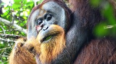 Orangutan si sám vyléčil zranění na hlavě, něco takového vědci ještě neviděli
