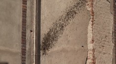 Hasiči vyjíždí k divokým včelím rojům. Volejte nejdřív nás, prosí včelaři