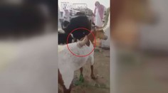 Vesnice v šoku: Podivný tvor s obrovským rohem! VIDEO