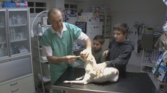 EU chce zakázat některá antibiotika pro zvířata. Budou zbytečně umírat, tvrdí veterináři