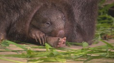 Je to holčička! V pražské zoo se narodilo první mládě vombata
