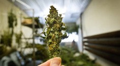Marihuana bude v Uruguayi legální i jen pro zábavu. Gram za 30 Kč