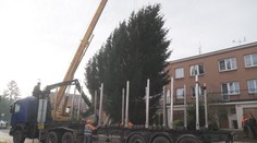 Do Pardubic už přivezli vánoční strom. Cesta se neobešla bez komplikací
