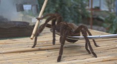 Největšího sklípkana na světě můžete vidět v Ústí