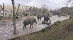 Sloni, plameňáci i gorily. Zvířata v českých zoo si užívají sněhu