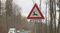 Největší mýty spojené se zvěří u silnic. Kdy hrozí největší riziko?