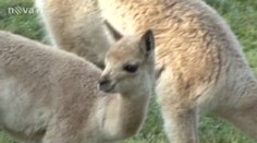 Samice lamy porodila přímo před návštěvníky zoo
