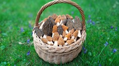 V lesích začala růst jedna z nejlepších českých hub. Lidé domů nosí plné košíky