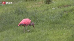 Na Vysočině se usídlil exotický ibis. Zřejmě někomu ulétl