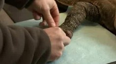 VIDEO: Dvoumetrový varan šel na operaci
