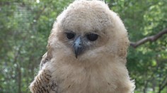 Pražská zoo je jedinou na světě, která odchovala rybí sovu
