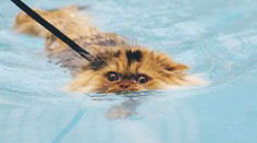 VIDEO: Kočka se chodí koupat do bazénu. Dobrovolně