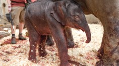 V pražské zoo se narodilo slůně. Je to samička, oznámila zahrada