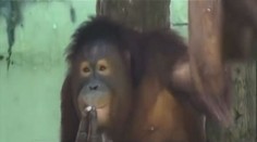 Orangutanka Tori půjde na odvykačku, musí skončit s kouřením