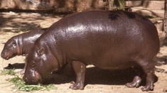 Olomoucká zoo uspala hrošici Blanku. Pavilon čeká zřejmě demolice