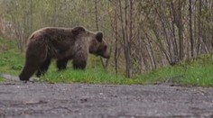 Ve slovenské obci se usadil medvěd, neměl strach z lidí. Utratili ho