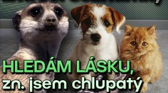 Zvířecí seznamky. Hledám lásku, zn. jsem chlupatý a roztomilý