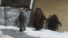 VIDEO: Tučňák na steroidech? Mládě váží stejně jako jeho rodiče dohromady