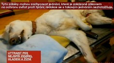 Žena na svém dvorku utýrala krásného psa žízní a hlady. Nebylo mu pomoci