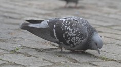 V Mostě záhadně umírají ve velkém holubi. Veterináři netuší, co se děje