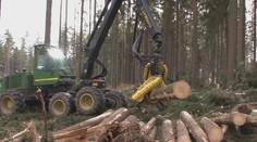Muž měl prodávat dřevo za téměř 200 tisíc. Nikdy mu ale nepatřilo