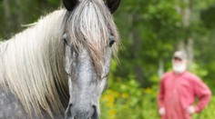 Zděšení ochránci zvířat: Počet sexuálních útoků na koně roste!