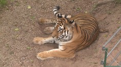 Zoo v Plzni se pyšní novým přírůstkem. Samice tygra přicestovala z Británie