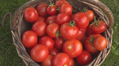 Čeká vás žhavé rande? Rozetřete si po obličeji rajče, radí kosmetik