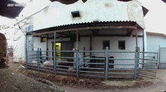 Děsivé záběry z jatek na Znojemsku. Šlo o týrání zvířat, mají jasno veterináři
