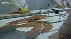 Na Česko se valí další arbitráž, kvůli továrně na zpracování ryb