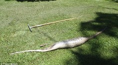 Rodině se ztratil kocour, na zahradě čekalo děsivé překvapení
