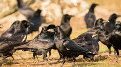 Chorvatsko terorizují agresivní vrány. Lidé se kvůli útokům bojí vycházet