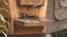 Vážnějších reakcí na hmyzí bodnutí přibývá. Pomoci může imunoterapie jedy