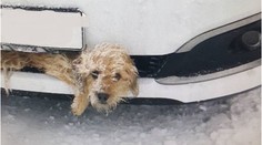 Auto srazilo psa, zaklínil se do nárazníku! Řidič si ničeho nevšiml