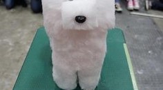 GALERIE: Japonci se zbláznili. Stříhají psy do kostek!