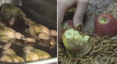 Jací jsou Češi jedlíci? Průzkumy zodpověděly odvěkou otázku