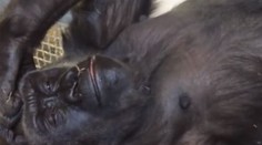Dojemné video: Zoo zveřejnila záběry z unikátního porodu gorily
