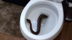 Žena našla v záchodě jedovatého hada. To horší přišlo potom